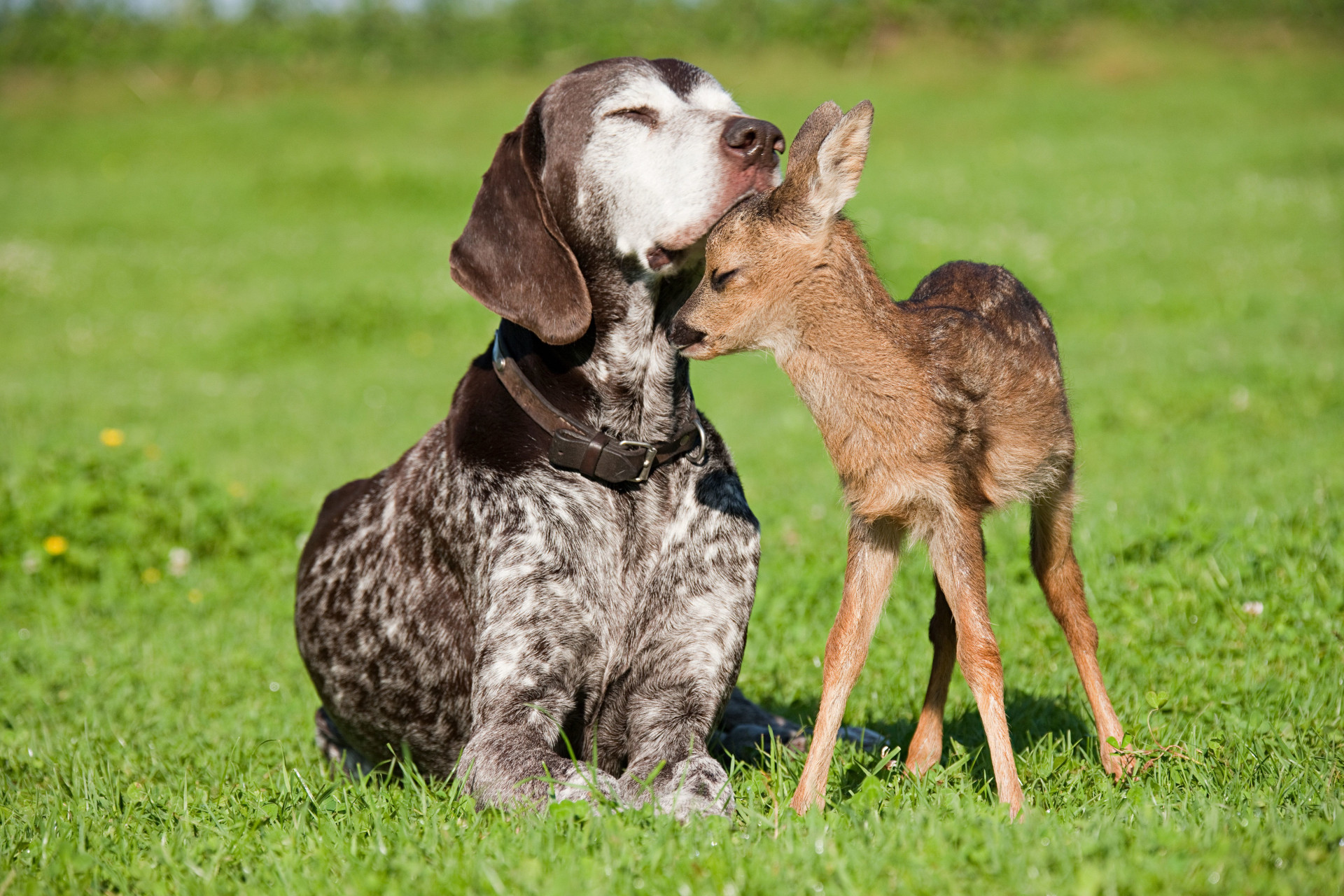 friendship between animals
