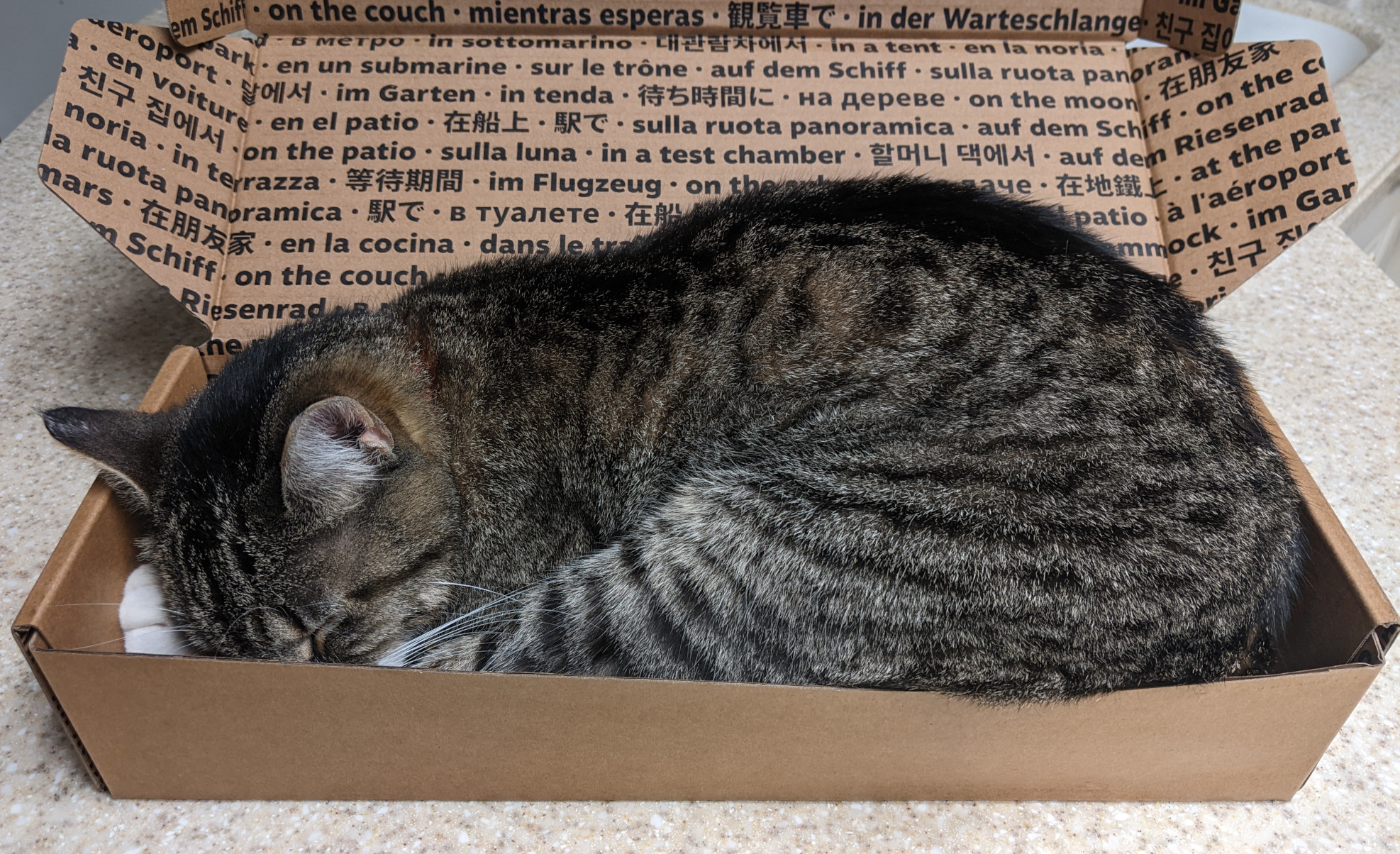 cat in box
