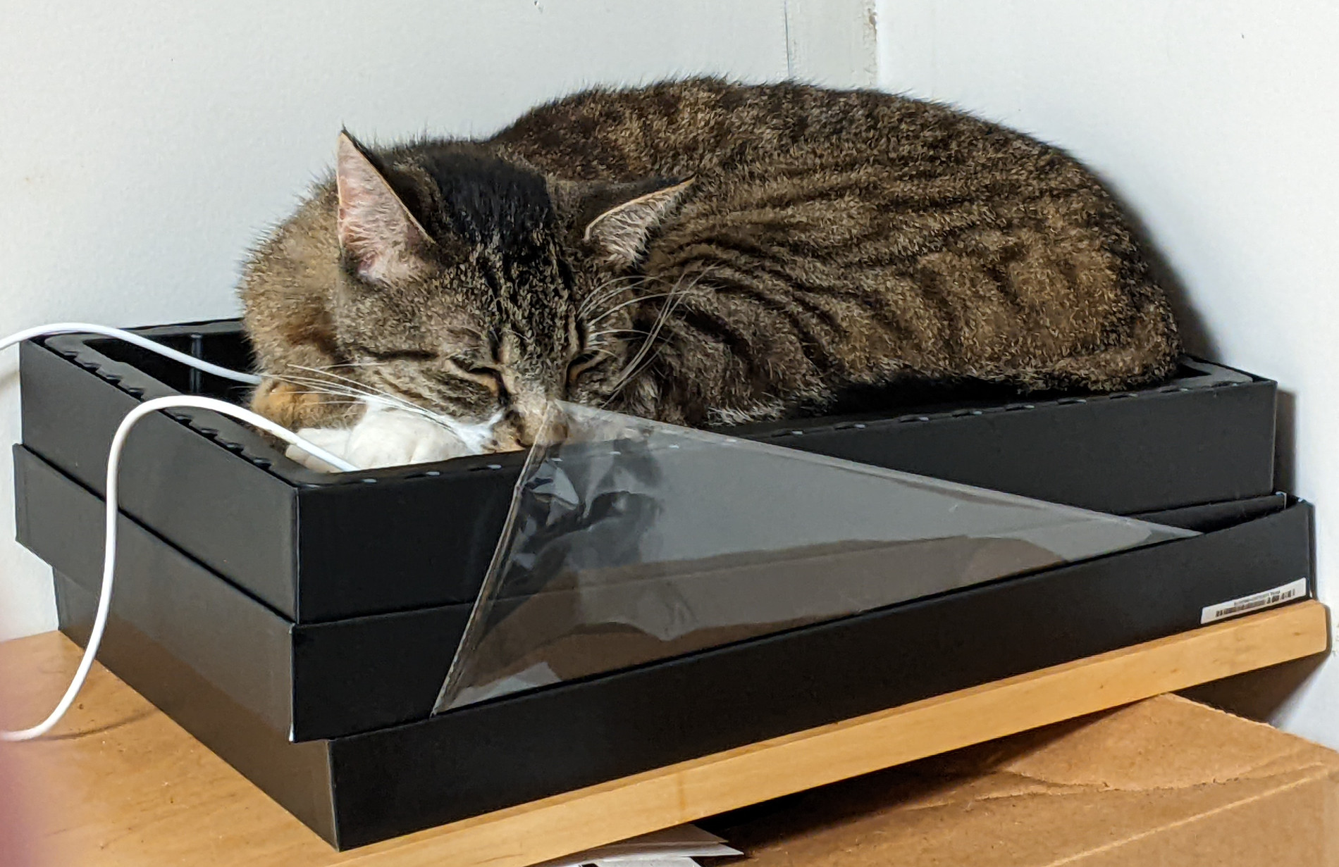 cat in box