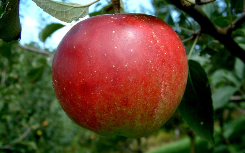 Winesap apple